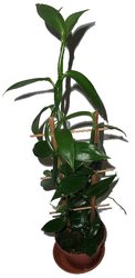 VANILKOVNÍK PLOCHOLISTÝ – VANILLA PLANIFOLIA
